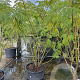 Albizia julibrissin 200-250 cm container meerstammig extra