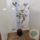 Amelanchier lamarckii 100-125 cm 7,5L solitair