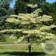 Cornus controversa 'Pagoda' 125-150 cm 30L extra