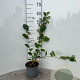 Aronia melanocarpa 40-60 cm 2,0L
