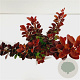Berberis thunb. 'Red Rocket' 30-40 cm 2,5L