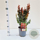 Berberis thunb. 'Red Rocket' 30-40 cm 2,5L