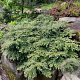 Sequoia s. 'Mt. Loma Prieta Spike' 200-225 cm cont. 55L extra