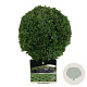 Buxus sempervirens 20-25 cm 3,0L bol antraciet