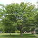 Acer davidii 250-300 cm cont. 130L meerstammig