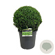 Buxus sempervirens 40 cm 12L bol