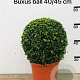 Buxus sempervirens 40-45 cm 12L bol