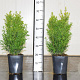 Buxus sempervirens 40-50 cm 4,5L bossig