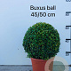 Buxus sempervirens 45-50 cm 18L bol