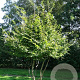 Carpinus betulus 150-175 cm draadkluit meerstammig 80-100 breed