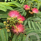 Albizia julibrissin 250-300 cm cont. 150L meerstammig