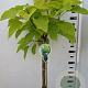 Catalpa bignonioides 'Aurea' 120 cm stam 7,5L
