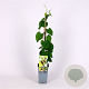 Aristolochia macrophylla 150-175 cm 5,0L