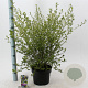 Ceanothus El Dorado 30-40 cm 5,0L