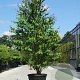 Cercidiphyllum japonicum 300-350 cm cont. 130L meerstammig