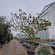 Clerodendrum trichotomum 200-250 cm container struik solitair