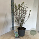Enkianthus campanulatus 40-50 cm 5,0L