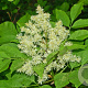 Fraxinus ornus 12-14 HO cont. 90L