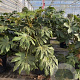 Fatsia japonica 120-140 cm 50L