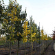 Ginkgo biloba 8-10 HO draadkluit