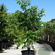 Juglans regia 350-400 cm cont. 230L meerstammig