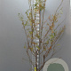 Gleditsia triac. 'Sunburst' 200-250 cm draadkluit meerstammig