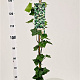 Hedera hibernica 125-150 cm 2,5L