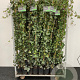 Hedera hibernica 175-200 cm 2,0L