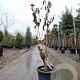 Heptacodium miconioides 125-150 cm container meerstammig