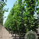 Liriodendron t. 'Fastigiatum' 12-14 HO cont. 55L