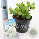 Hydrangea m. 'Little White' 15-20 cm 2,0L