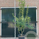Malus 'Evereste' 200-250 cm cont. 55L meerstammig