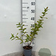 Hypericum androsaemum 30-40 cm C1.3