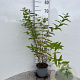 Hypericum androsaemum 30-40 cm 2,0L