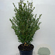 Ilex crenata 'Caroline Upright' 60-80 cm 7,5L