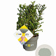 Ilex crenata Dark Green 20 cm op 2,0L struik potgekweekt