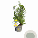 Ilex crenata Dark Green 30-40 cm 3,0L struik potgekweekt