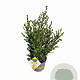 Ilex crenata Dark Green 40-60 cm 5,0L struik