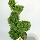 Ilex crenata Dark Green 90-100 cm 12L spiraal