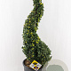 Ilex crenata Dark Green 90-100 cm 18L spiraal potgekweekt