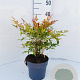 Nandina domestica 200-250 cm cont. 110L meerstammig
