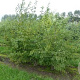 Ostrya carpinifolia 300-350 cm cont. 150L meerstammig