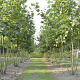 Platanus hispanica 300-350 cm cont. 150L meerstammig