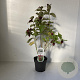 Leycesteria formosa 30-40 cm 2,0L