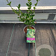 Ligustrum ovalifolium 20 cm P12