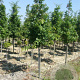 Quercus frainetto 25-30 HO Cocoskluit