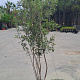 Quercus ilex 100-150 cm 40L meerstammig