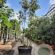 Quercus ilex 250-300 cm container meerstammig