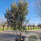 Quercus ilex 400-450 cm container meerstammig