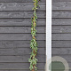 Lonicera henryi 150-175 cm vierkant rond 5,5L